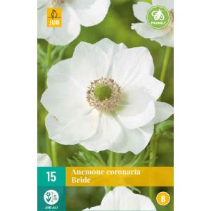 Anemone COR. BIEDRE "B"