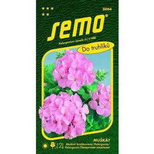 Pelargoniju sēklas svītraini rozā 11s