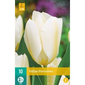 Tulpe Purissima 'C'