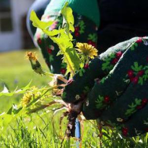Padomi, kā atbrīvoties no nezālēm dārzā