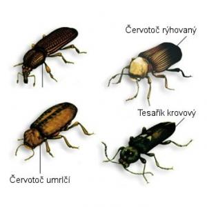Koksni bojājošie kukaiņi