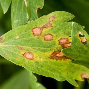 Hrizantēmu lapu plankumainība, ko izraisa septorija (Septoria leaf spot)