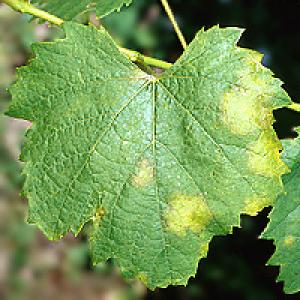 Peronospora vīnogulāju