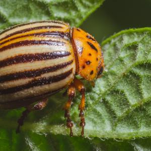 Kā pasargāt dārzu no kartupeļu kāpuru kāpuriem?