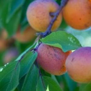 Dārzkopības padomi: labākās aprikožu šķirnes
