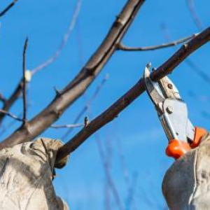 Koku apgriešana: kad un kā to darīt pareizi?