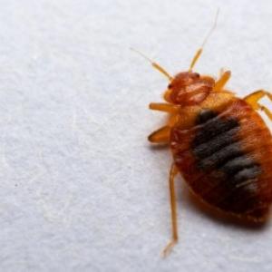 Plakanzivis: daudzu mēnešu murgs. Kā no tām atbrīvoties?