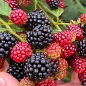 Kā audzēt kazenes, lai tās būtu lielas un saldas? Padomus sniedz pieredzējis dārznieks