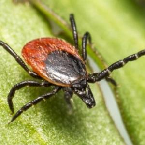 Bīstamās ērces: pasargājiet ne tikai sevi, bet arī mājdzīvniekus