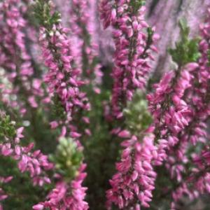 Kā pareizi stādīt un kopt viržus?