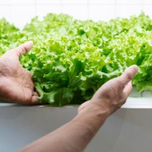 Hidroponiskā augu audzēšana: praktiski norādījumi un praktiski piemēri