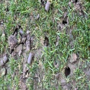 Zāliena aerācija soli pa solim: kā pareizi aerēt zālienu?