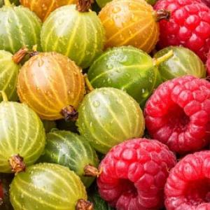 Augļu krūmu apgriešana pirms pavasara: kā apgriezt jāņogas, ērkšķogas un avenes