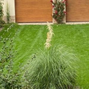 Pampasa zāle: kopšana un pavasara apgriešana ziedēšanas veicināšanai