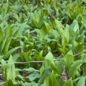 Kā mājās audzēt lāča ķiplokus un nejaukt tos ar meža lilijām?