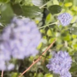 Kalifornijas orgāns Slovākijas dārzā: kā audzēt ceanotu