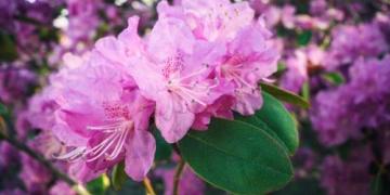 Rododendri un azālijas: viss to pareizai audzēšanai, ziemošanai un kopšanai