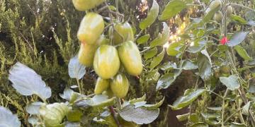 Kā paātrināt tomātu nogatavināšanos sezonas beigās