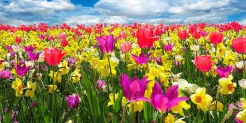 Padomājiet par pavasara sīpolpuķēm jau rudenī. Tās stāda pirms sala