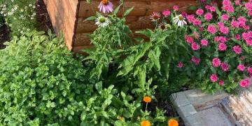 Vai jūsu dārzā aug garšaugi? Atklājiet tos, pirms tos ierauga laputis