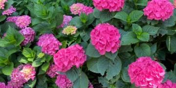 Kad pļaut rozes vai dekoratīvo zāli? Mēs varam sniegt konsultācijas arī par lavandu