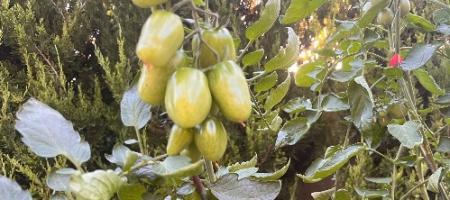 Kā paātrināt tomātu nogatavināšanos sezonas beigās