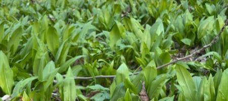 Kā mājās audzēt lāča ķiplokus un nejaukt tos ar meža lilijām?