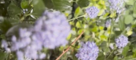Kalifornijas orgāns Slovākijas dārzā: kā audzēt ceanotu