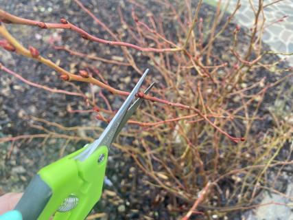 Ktoré tvrdenie o reze je správne?